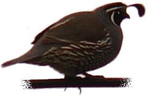 California Quail